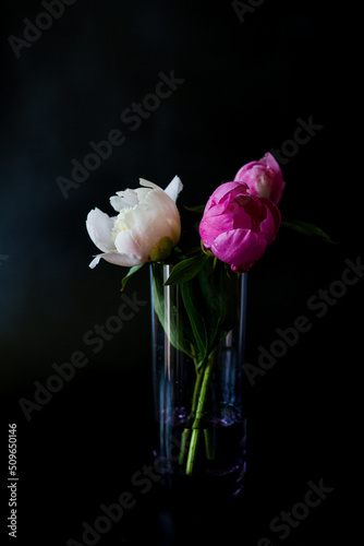 White and pink peony. Glass with peonies. Flowers on a black background.