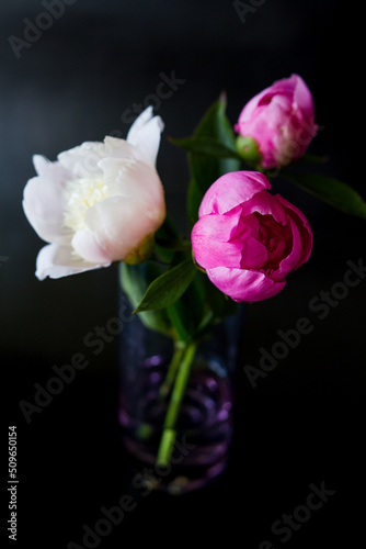 Wallpaper Mural White and pink peony. Glass with peonies. Flowers on a black background. Peonies close up Torontodigital.ca