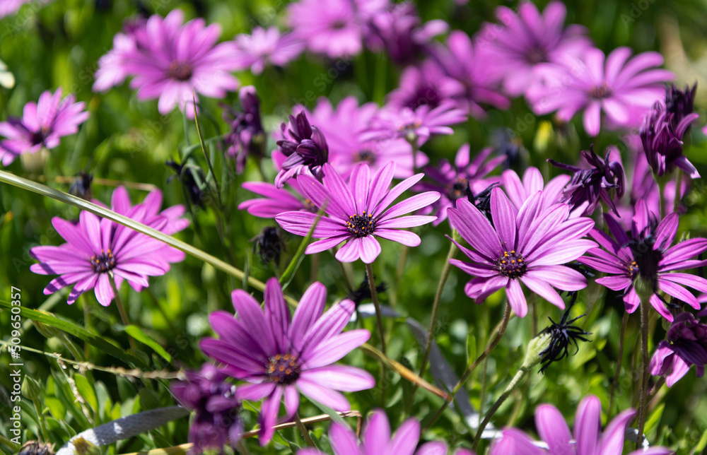 purple flowers of daisy. beautiful nature background purple flowers of daisy. beautiful nature background