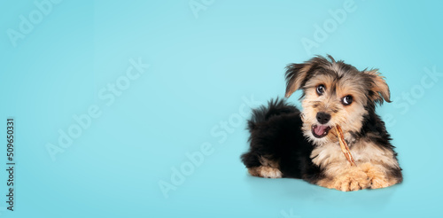 Cute puppy with dental stick in mouth on blue background. Fluffy black and brown puppy teething. 4 months old male morkie dog chewing on a chew stick while looking at camera. Selective focus.