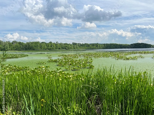 Cloudy Sky over a Lake with Lily Pads