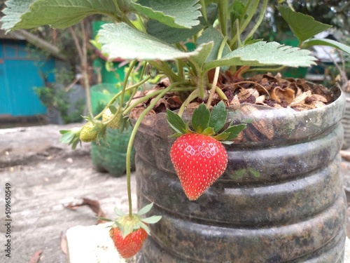 Strawberry is a hybrid species of genus fragaria. The scientific name is Fragaria x ananassa. These are heart shaped Strawberries of my rooftop garden. photo