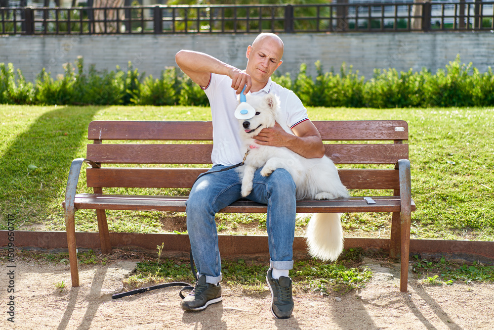 Fototapeta premium Samoyed dog with her man owner at the park playing together