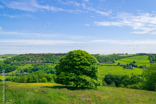 landscape with trees and sky