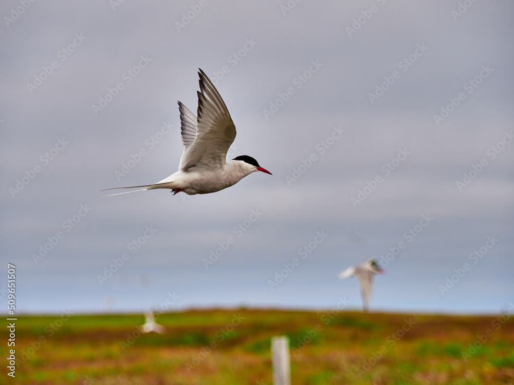 Charrán Ártico volando y en el suelo del Norte de Islandia Charrán Ártico volando y en el suelo del Norte de Islandia