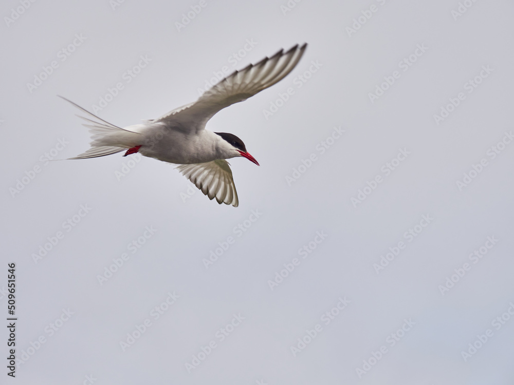 Charrán Ártico volando y en el suelo del Norte de Islandia Charrán Ártico volando y en el suelo del Norte de Islandia