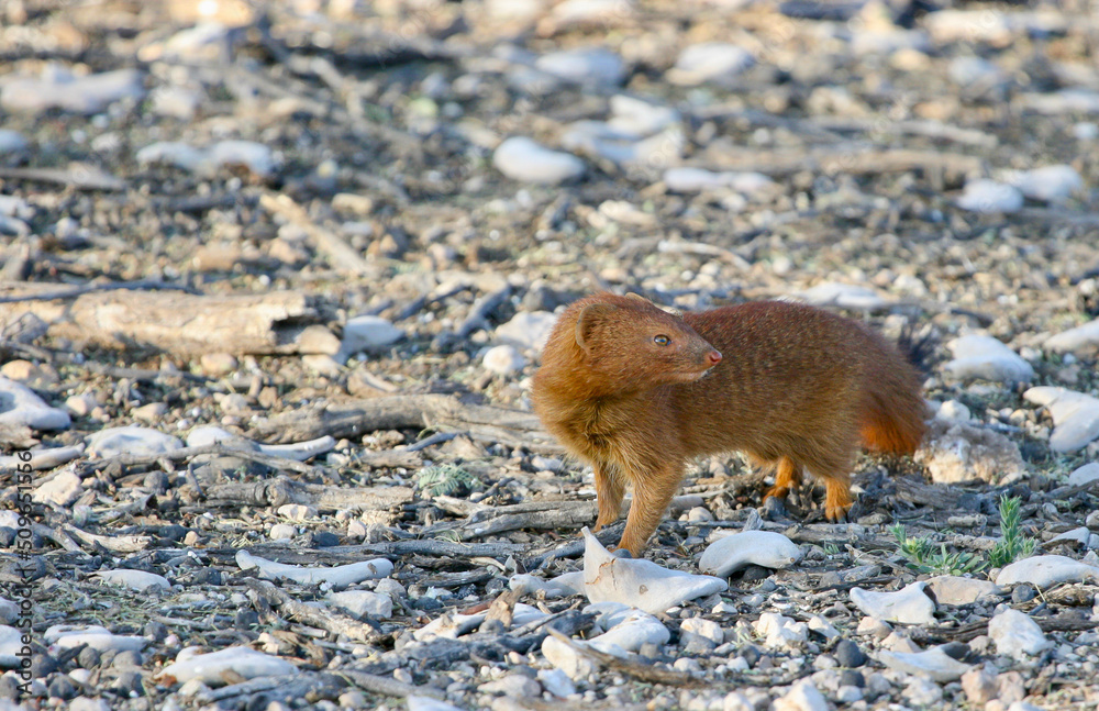 Slender Mongoose in the Kgalagadi, South Africa