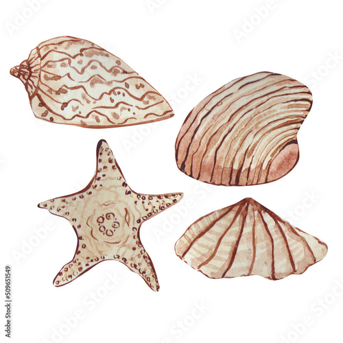 sea shells and starfish watercolor illustration 