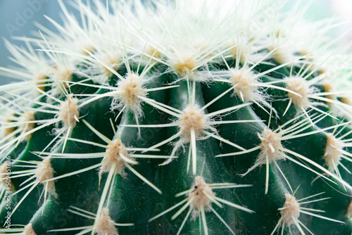 Cactus spines close up  spines texture selected focus. High quality photo
