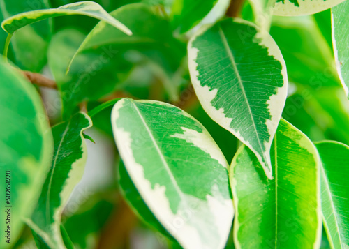 Leaves of ficus benjamina 