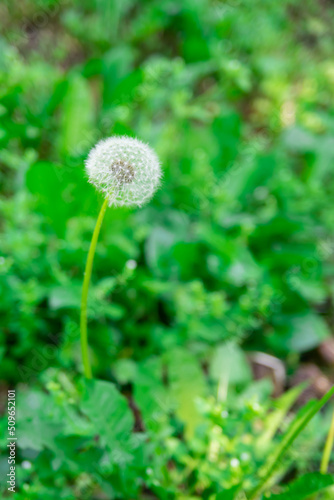 Yellow dandelion, taraxacum officinale, flower in green grass on spring meadow