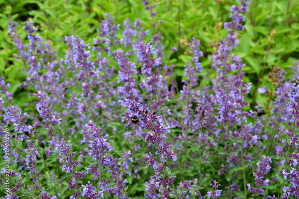 Obraz premium Botanischer Garten in Gütersloh im Juni, Gütersloh in NRW