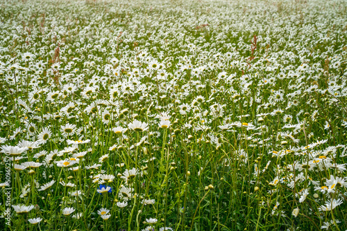 Meadow of wild flowers