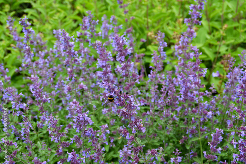 Botanischer Garten in G  tersloh im Juni  G  tersloh in NRW