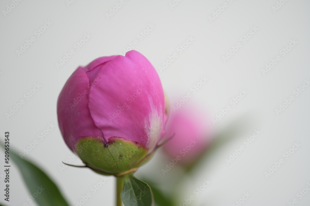 Pink flowers called Peony - undeveloped buds on a green background and white Pink flowers called Peony - undeveloped buds on a green background and white