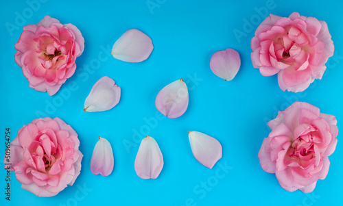 rose flowers and petals separately, on a blue background