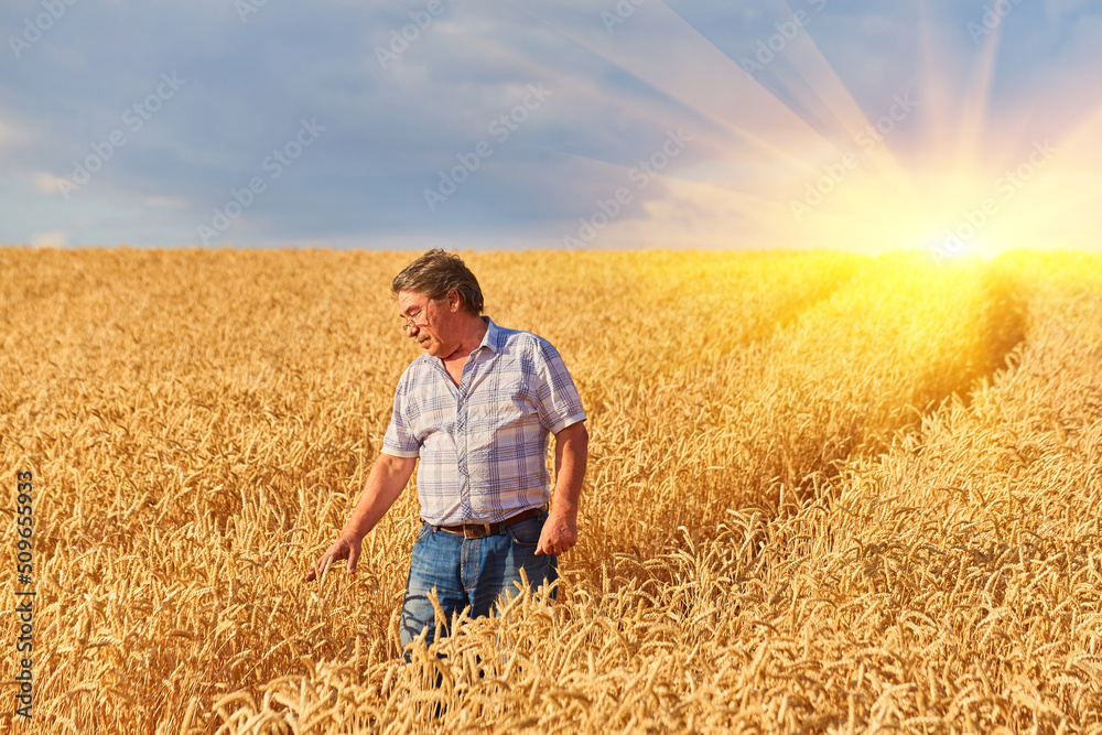Happy farmer proudly standing in wheat field. Agronomist wearing corporate uniform, looking at camera on farmland. Happy farmer proudly standing in wheat field. Agronomist wearing corporate uniform, looking at camera on farmland.