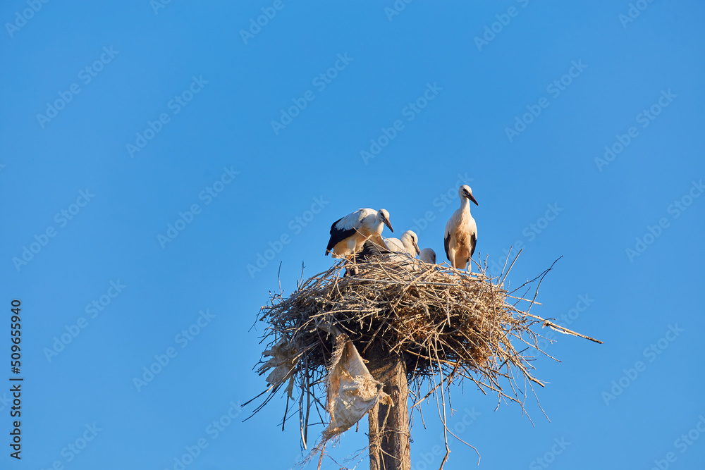 Fototapeta premium storks and sparrows in the stork's nest