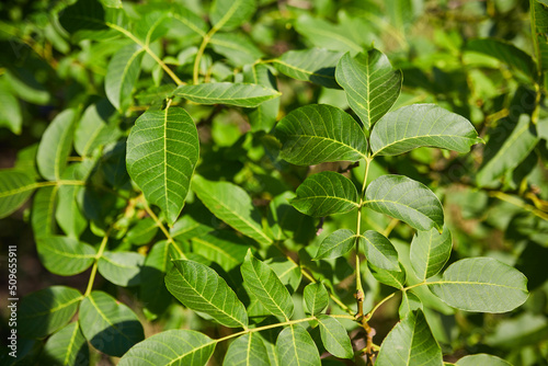 Wallpaper Mural View from below into a lush vibrant green walnut tree full of branches with many leaves Torontodigital.ca