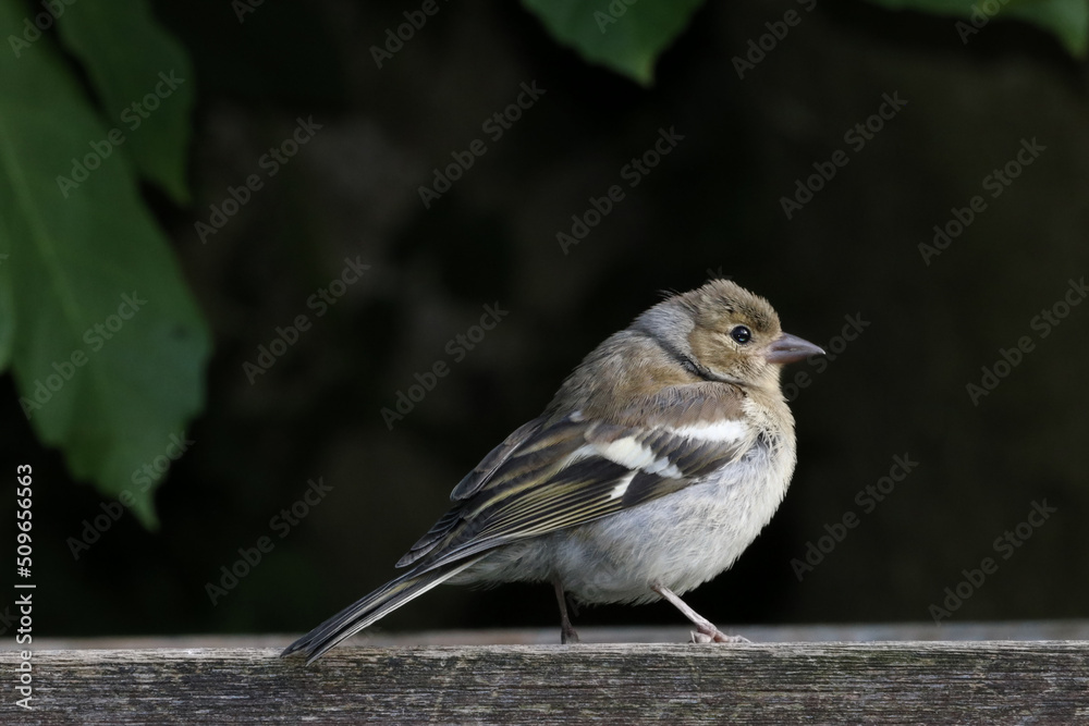 Naklejka premium Female Chaffinch in the garden, perched on wood in the sun, close-up. Common Chaffinch isolated. 