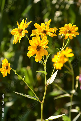 Group of yellow daisies. Dimorphotheca sinuata. Macro