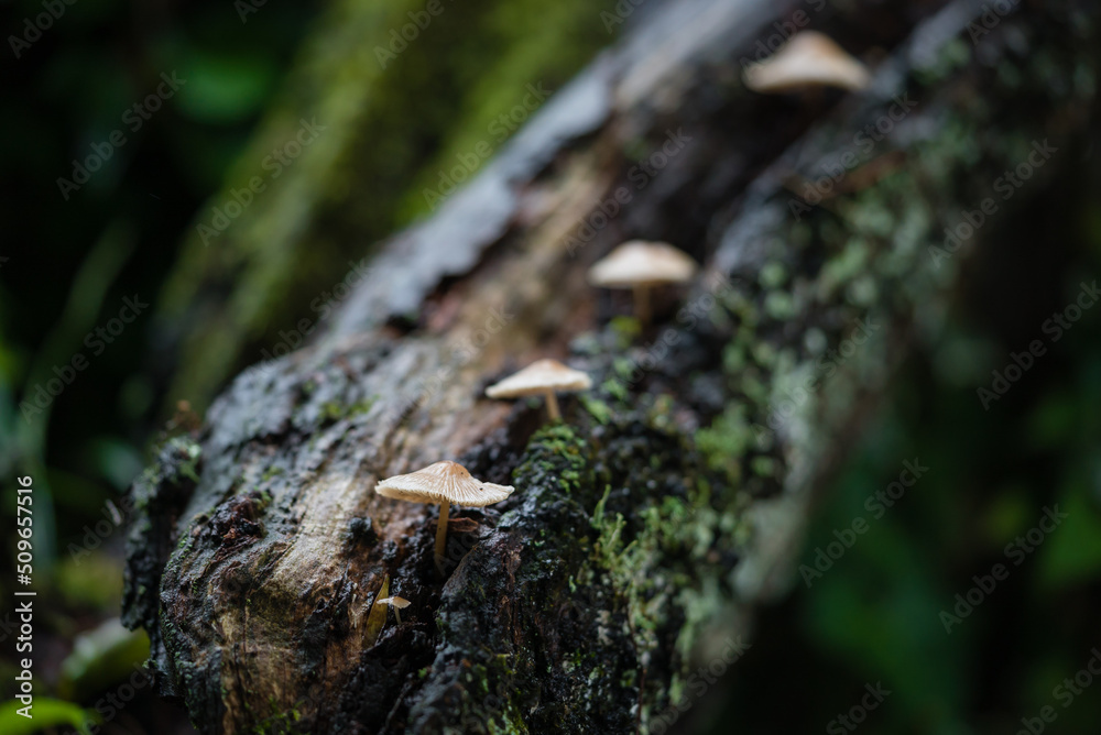 苔むした朽木から列をなして生えるキノコ 苔むした朽木から列をなして生えるキノコ