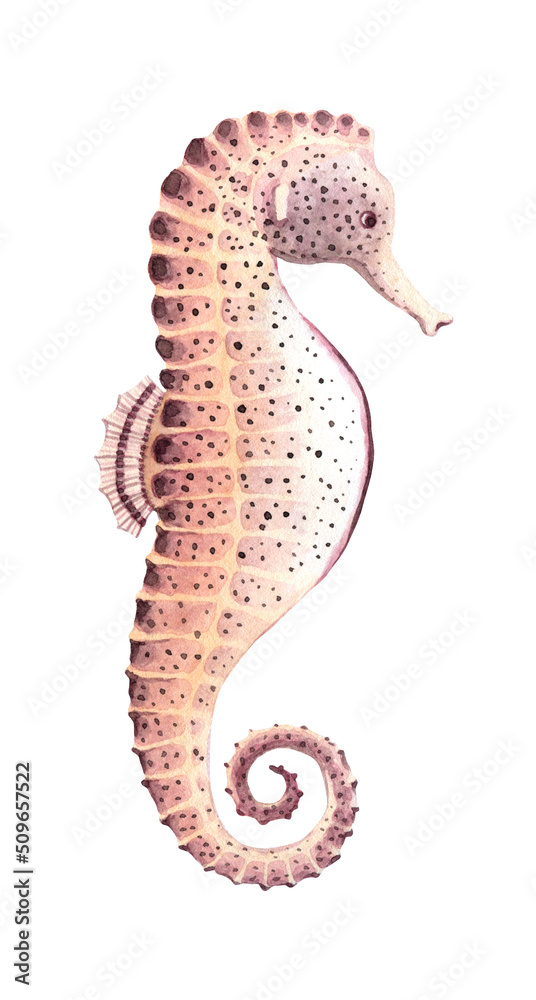 Fototapeta premium Watercolor seahorse. Hand drawn illustration isolated on white background.