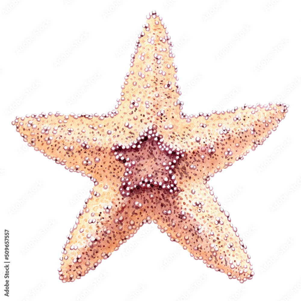 Watercolor starfish. Hand drawn illustration isolated on white background. Watercolor starfish. Hand drawn illustration isolated on white background.