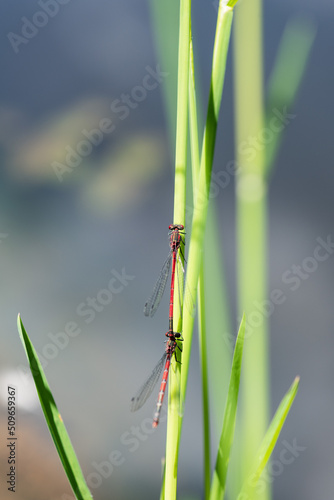 couple of red damsefly on a blade of geass photo