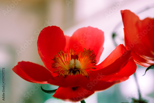 open flower of a single-layer red peony with a heart-shaped core