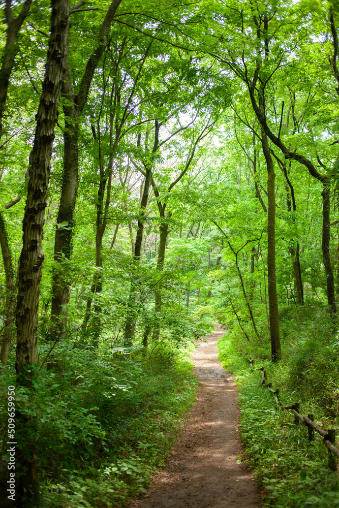 Obraz premium forest path