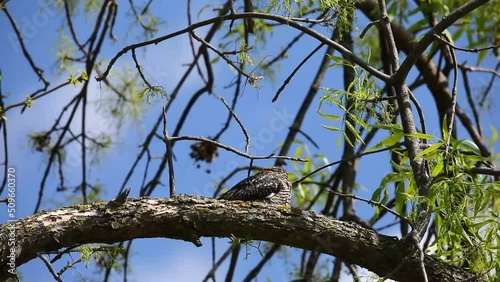 Common Nighthawk (Chordeiles minor) resting on a branch. Natural scene from Wisconsin.
