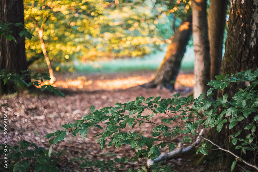 warmes Licht der Abendsonne im wunderschönen Wald warmes Licht der Abendsonne im wunderschönen Wald