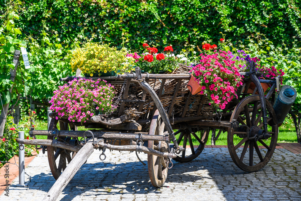 Vintage wooden decorative garden cart in vineyard.