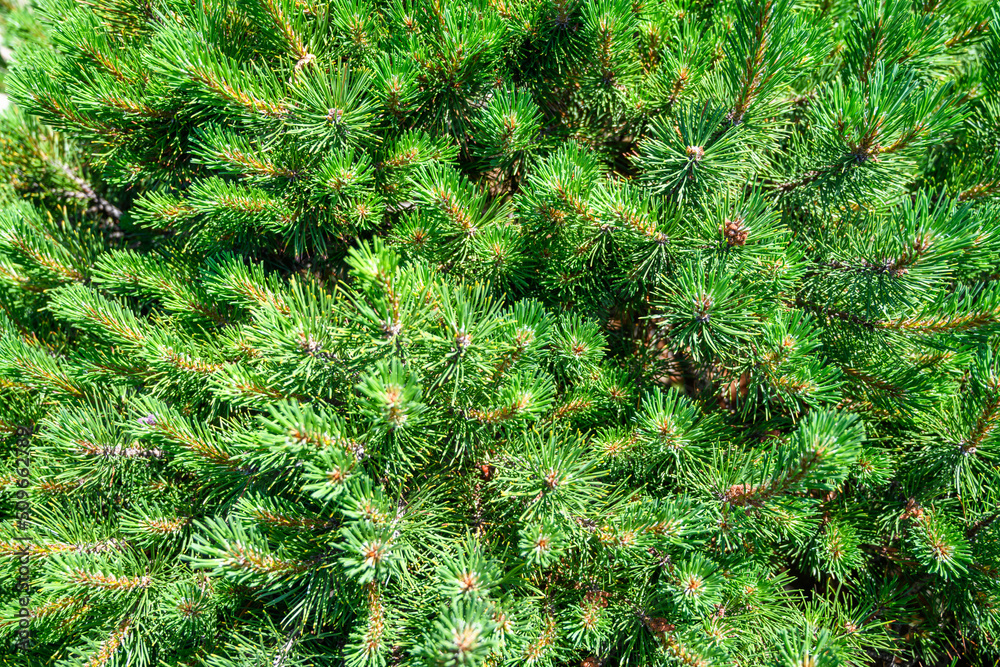 Close up of branches of juniper, spruces in the forest. Background. Texture Close up of branches of juniper, spruces in the forest. Background. Texture