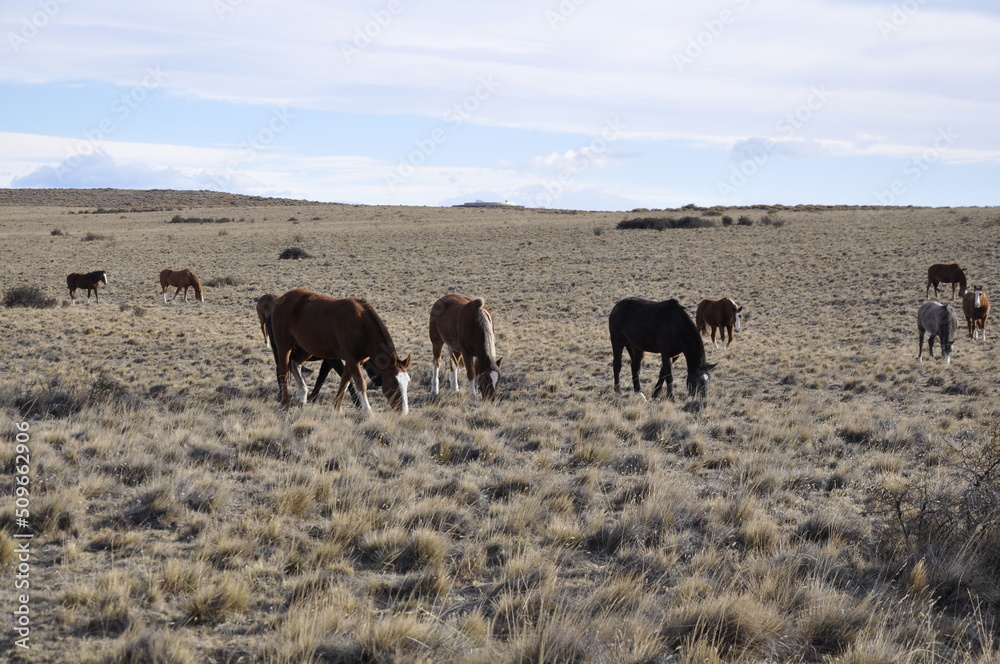 Troupeau de chevaux sauvages dans les plaines de Patagonie, El Calafate, Argentine