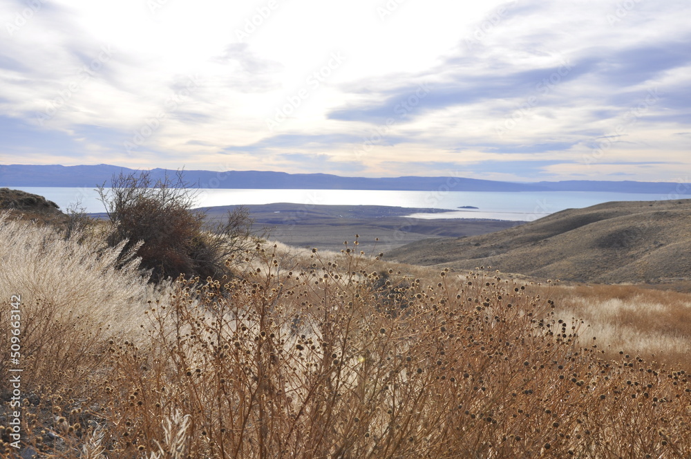Fototapeta premium steppe et herbes de la pampa, Patagonie, Argentine