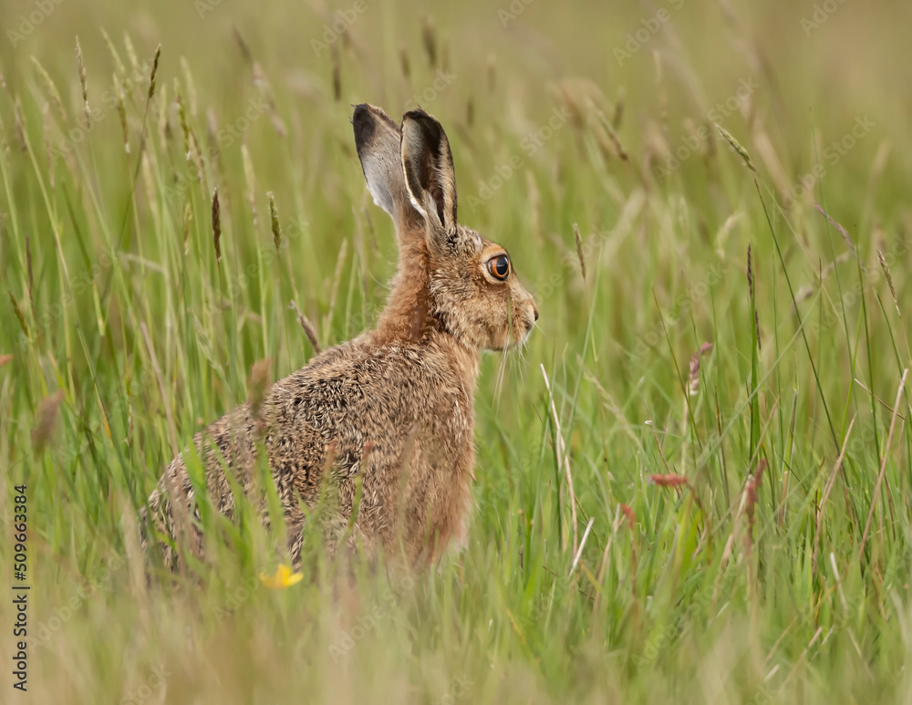 Fototapeta premium Hare in the long grass
