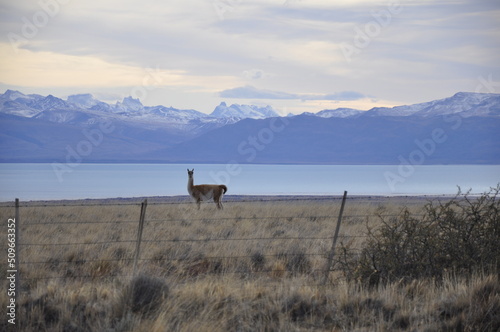 vicuna, vigogne dans les steppes de Patagonie, lac, cîmes enneigées
