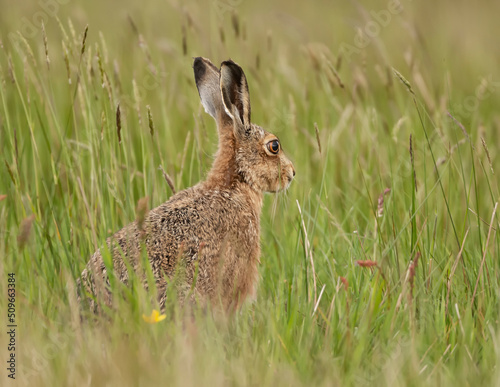 Hare in the long grass