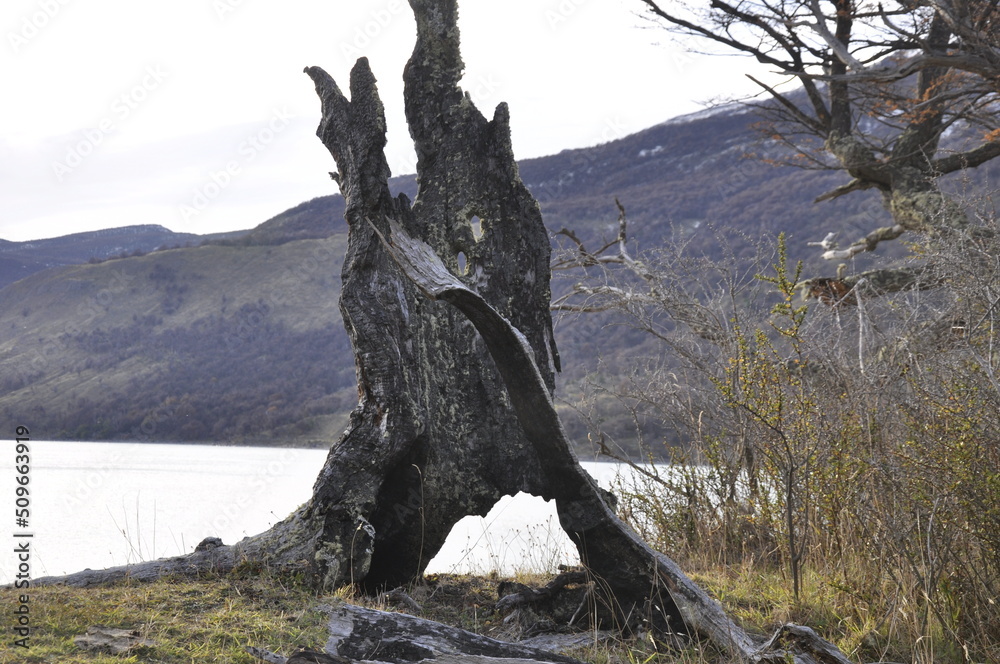 Fototapeta premium Paysage de patagonie, tronc d'arbre mort devant lac, Argentine