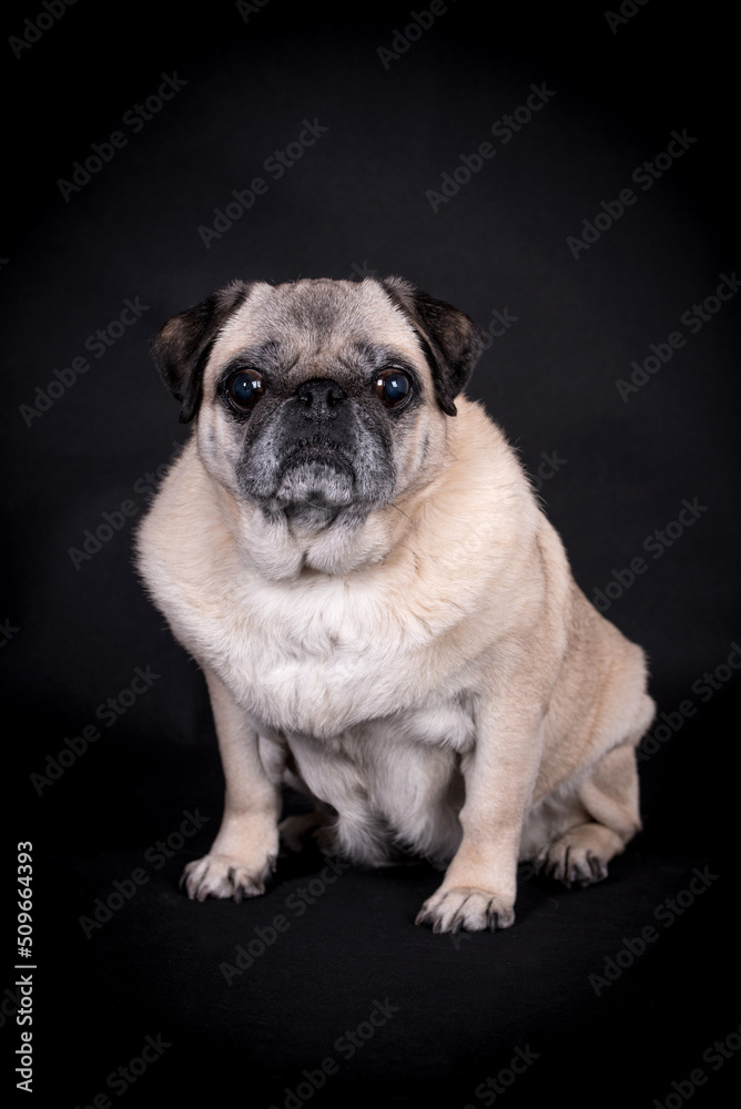 the portrait of old Pug Dog