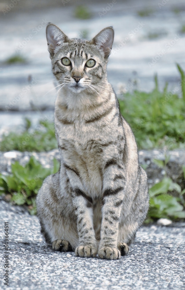 sitzende tigerkatze, wildkatze, wilder blick sitzende tigerkatze, wildkatze, wilder blick