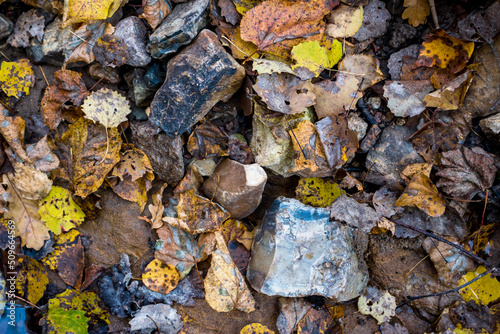 Stones covered with fallen leaves in a forest in nature, searching for stones