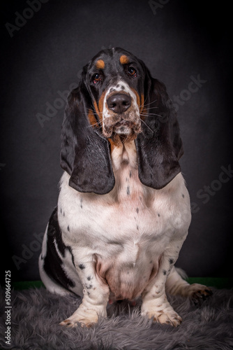 Portrait of the Basset Hound Dog