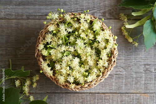 Fresh linden flowers in a basket, top view