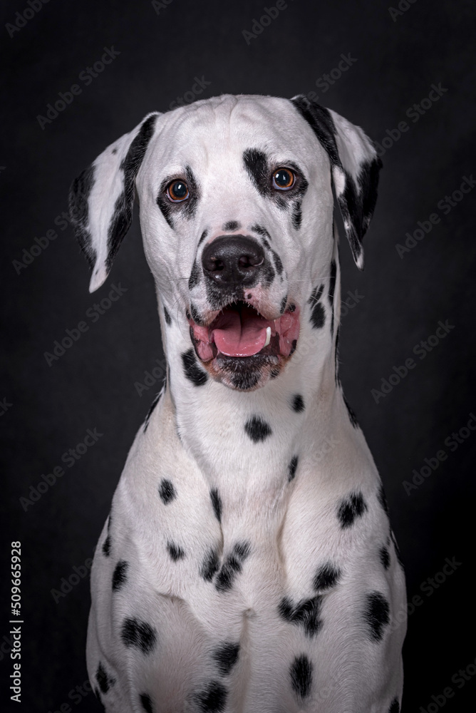 The portrait of young Dalmatian Dog