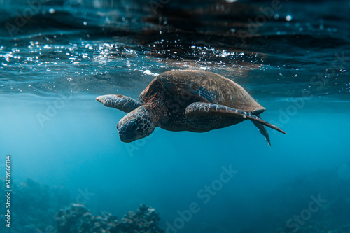 Underwater nature photo of adult sea turtle swimming on the surface of clear blue ocean water with coral reef below in deep blue sea in Maui Hawaii © Lucas
