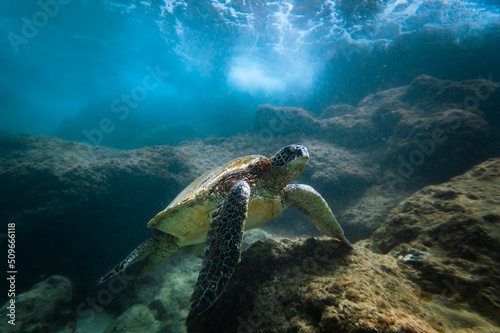 Stampa su tela Adult sea turtle in underwater nature photo swimming below the surface on the bo