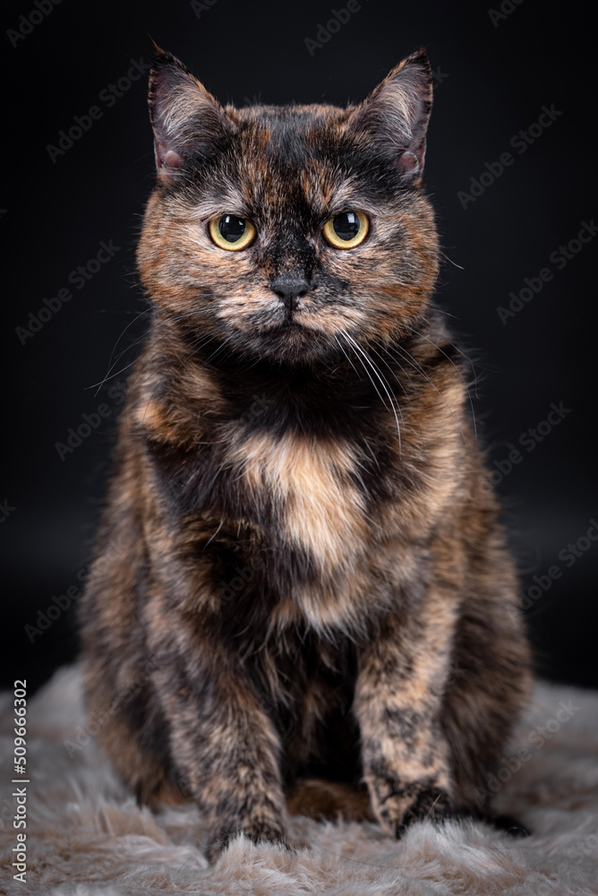 The portrait of Brown Cat